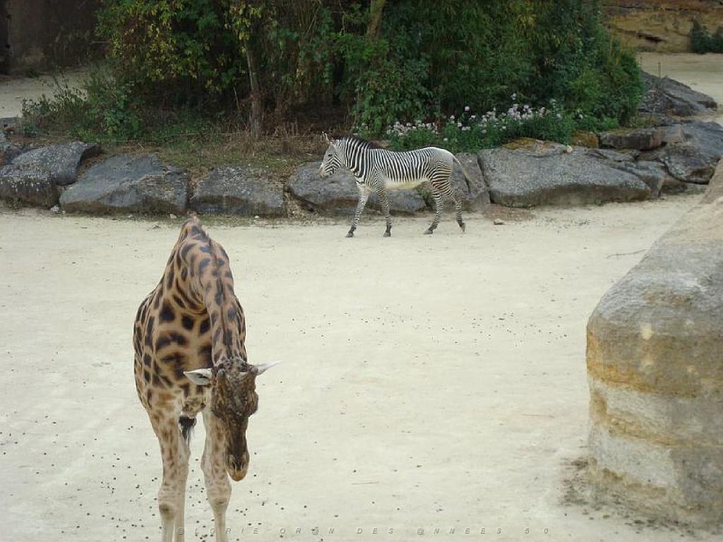 149 BIO PARC DE DOUE LA FONTAINE 2- 2016_000027.jpg
